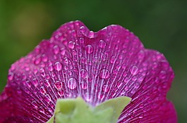花,植物,葉子
