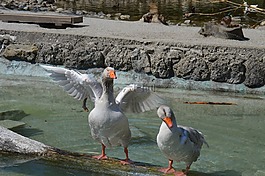鵝,動(dòng)物,鳥
