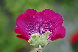 花,植物,葉子
