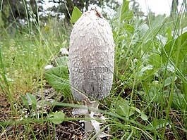 蘑菇,性質(zhì),安德伍德