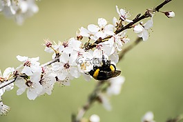 性質(zhì),昆蟲,蜜蜂