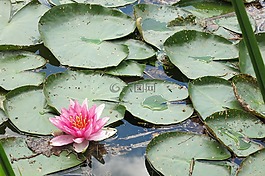 水中百合,粉紅色,水廠