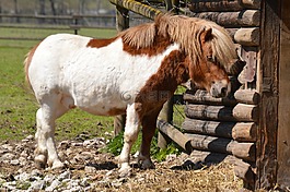 小馬,馬,動物