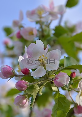 花卉,春天,春天的花朵