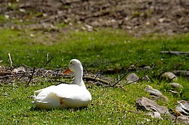 鵝,動物,鳥