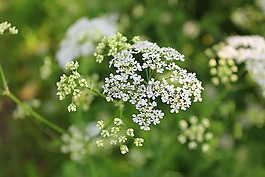 夏季,熱,6 月