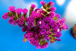 花,粉紅色,多彩