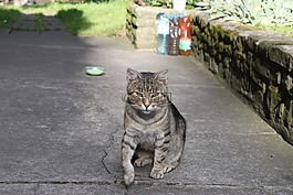 貓,動物,寵物