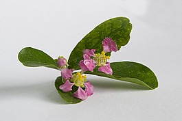 红色水果,水果,frutas