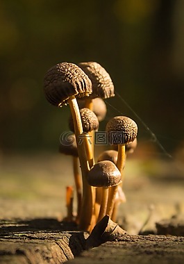 蘑菇,森林,秋季
