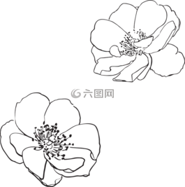 玫瑰,野生,花卉