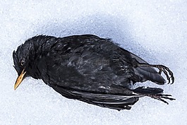 黑鳥,鳥,冬天