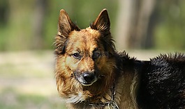 德國牧羊犬,狗,寵物