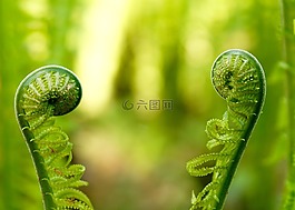 蕨類,綠色,廠