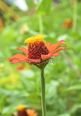 花,營,自然