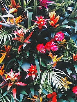 鮮花,花,大自然