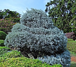 juniper,植物园,树