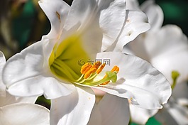 賴氨酸,白色的百合,鮮花