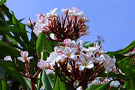 姜黃色百合花,粉紅色,素馨花
