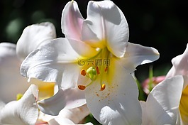 賴氨酸,白色的百合,鮮花