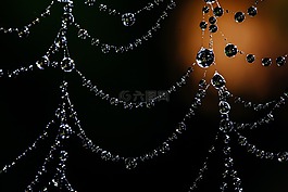 蜘蛛網(wǎng),散景,露水