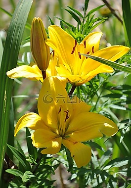賴氨酸,黃百合,鮮花