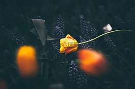黃色,花,黑暗