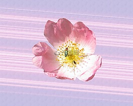 野生玫瑰,粉紅色,開花