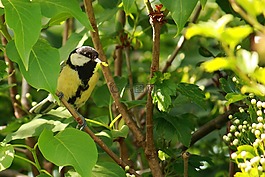 山雀,鳥,春天