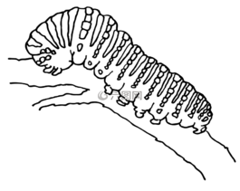 毛蟲,蝴蝶,舞臺(tái)
