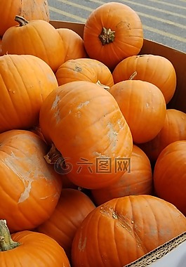 南瓜,橙色,萬圣節(jié)