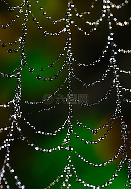 蜘蛛網(wǎng),散景,露水