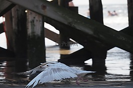 海鷗,飛,澤福格爾