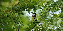 山雀,鳥,春天