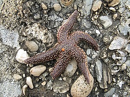 海星,海滩,岩