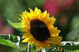 向日葵,黃色的花,黃色
