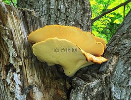 猪苓squamos,蘑菇,树