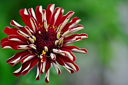 花,雛菊,野生花卉
