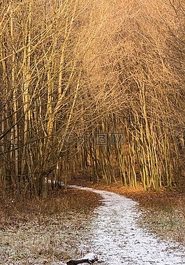 路,雪,森林