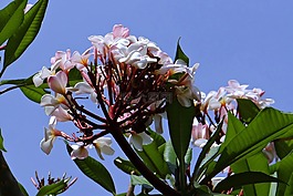 姜黃色百合花,素馨花,花