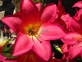花,百合,阿卡普爾科