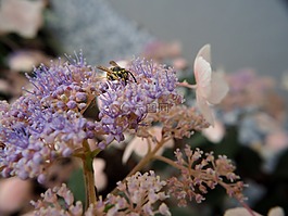 開花,紫,夏季