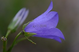 bellflower,桃阔叶风铃草,花