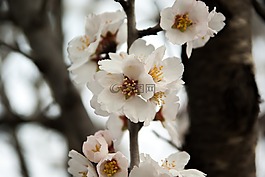 杏仁樹,鮮花,春天