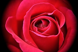 玫瑰,開花,花