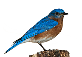 鳥,藍(lán)鳥,鳥png