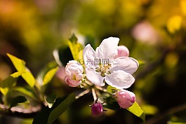 花,春,顏色