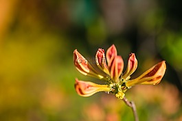 花,春,顏色