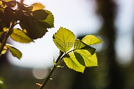 花,春,顏色