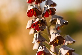 花,春,顏色